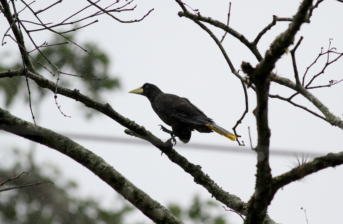 Crested Oropendola - ML38056511