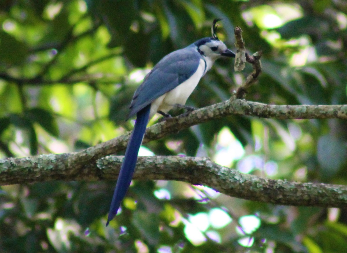 White-throated Magpie-Jay - ML380566971