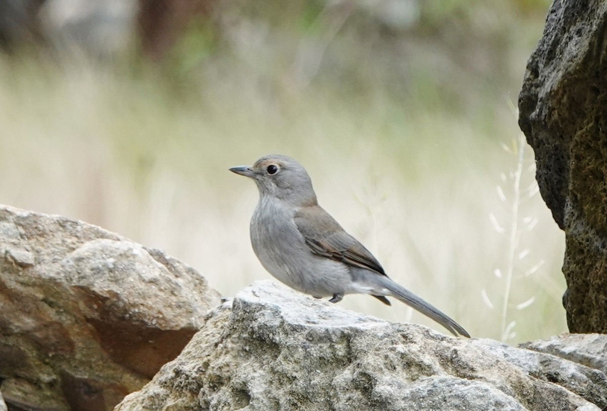 Gray Shrikethrush - ML380567621