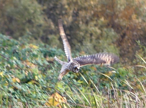 Short-eared Owl - Aziza Cooper