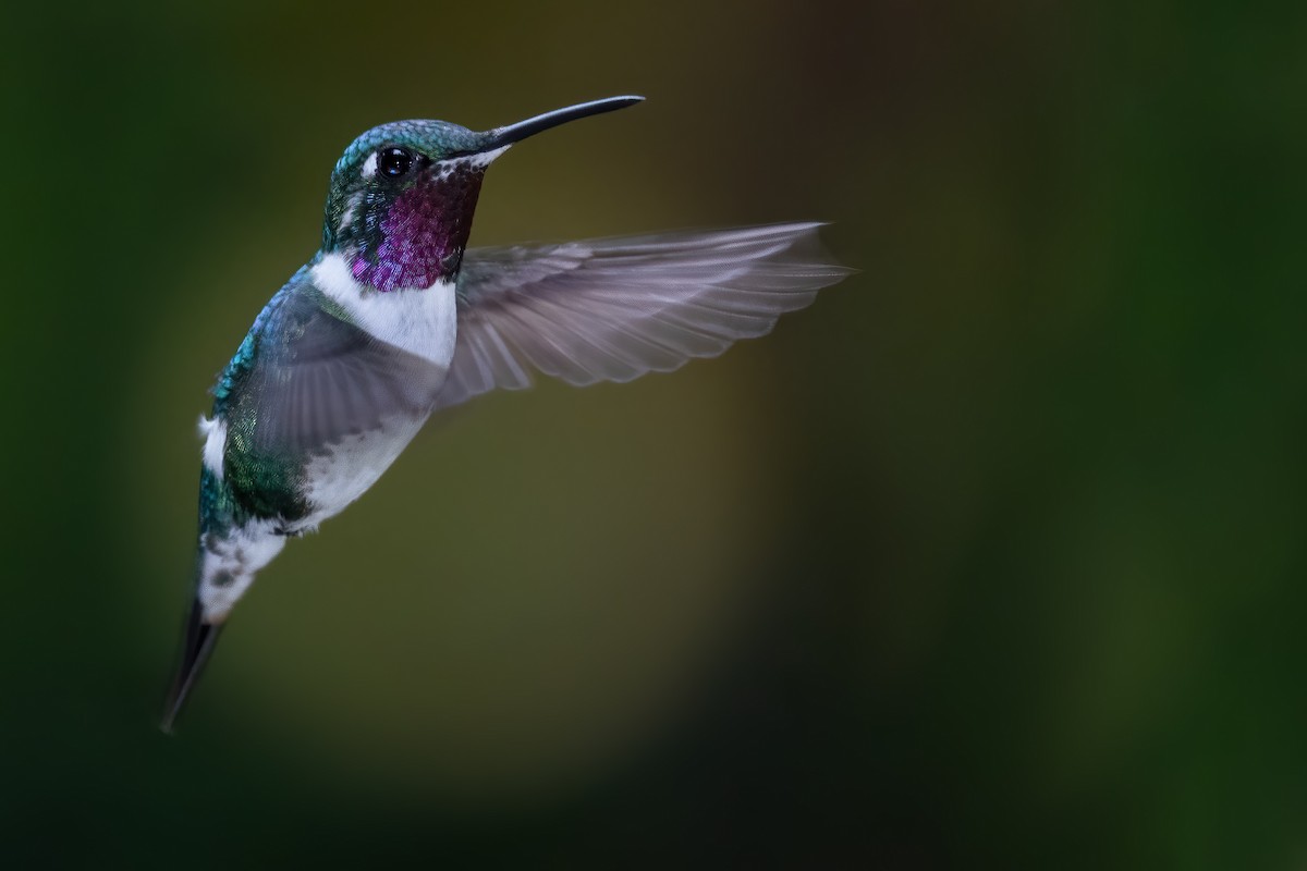 White-bellied Woodstar - ML380570181