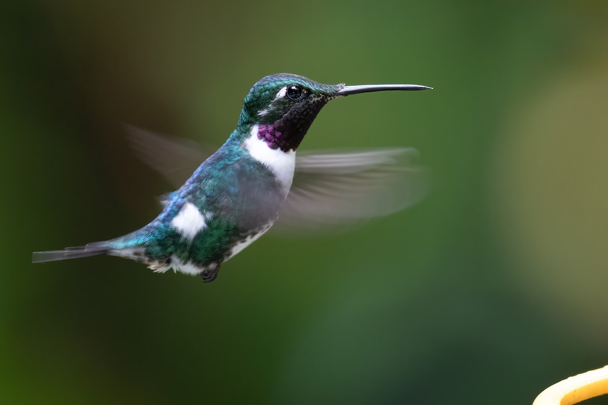 White-bellied Woodstar - ML380570191