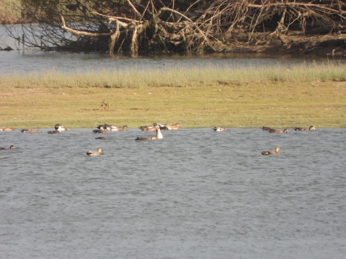 American Wigeon - ML380570361