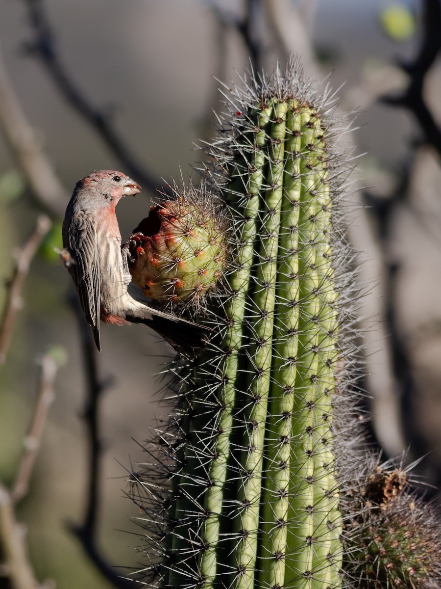 House Finch - ML380570701