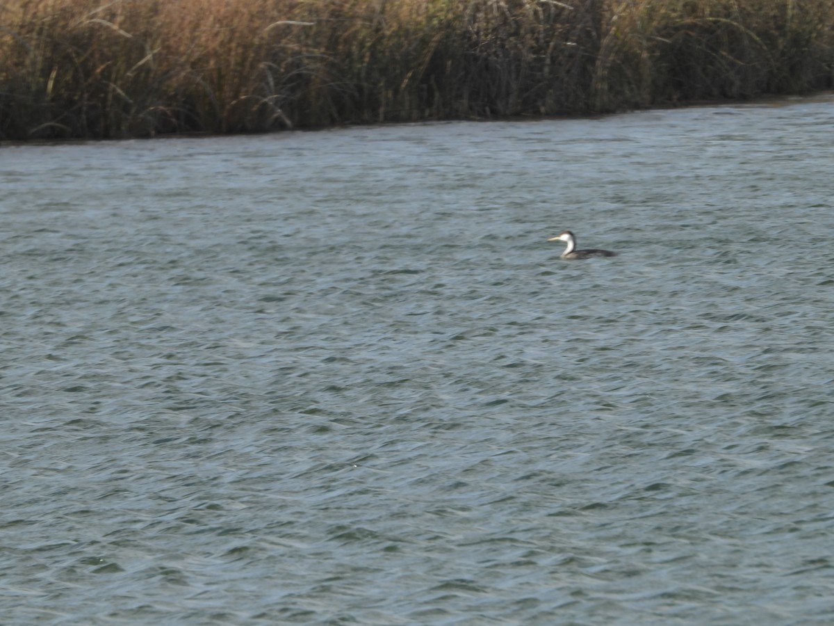 Western Grebe - ML380570891