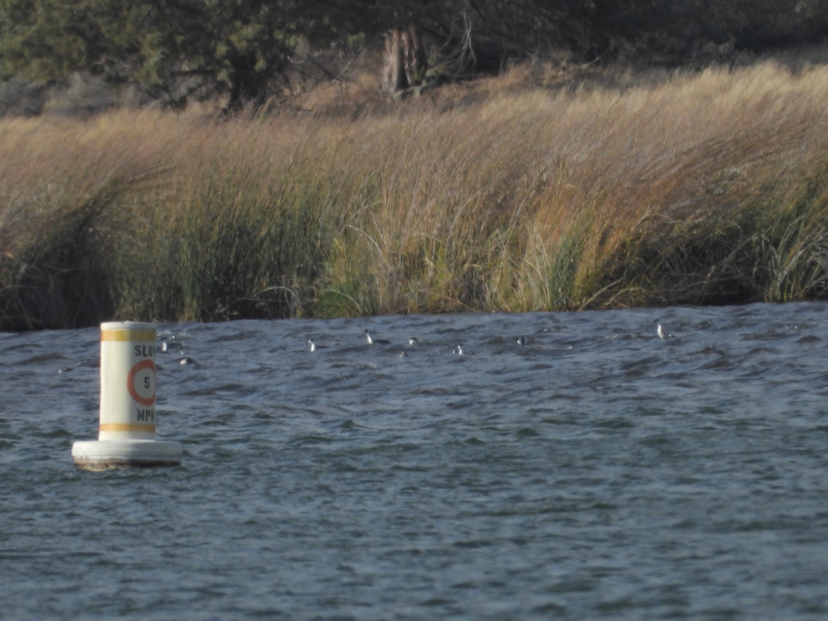 Western Grebe - ML380571131