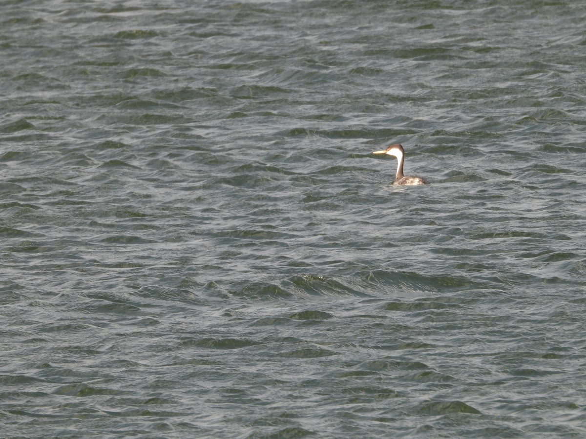 Western Grebe - ML380572101