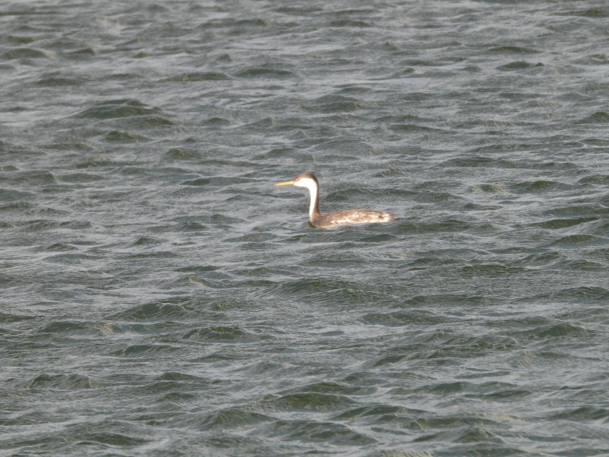 Western Grebe - ML380572131