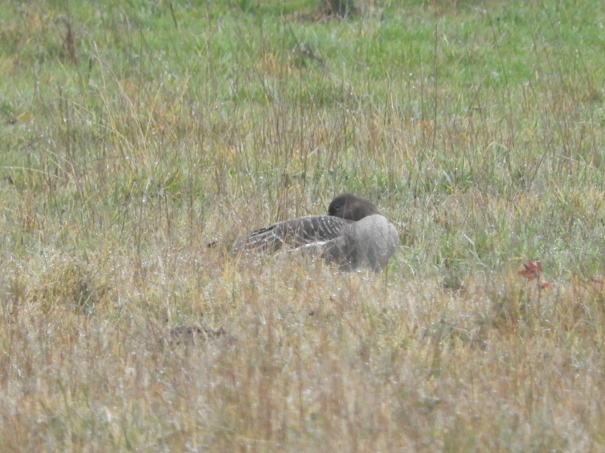 Tundra Bean-Goose - ML380572621