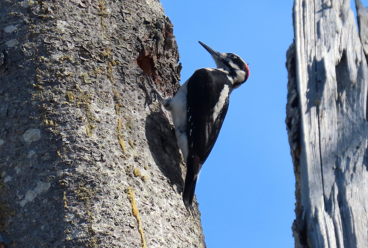 Hairy Woodpecker - ML380572841