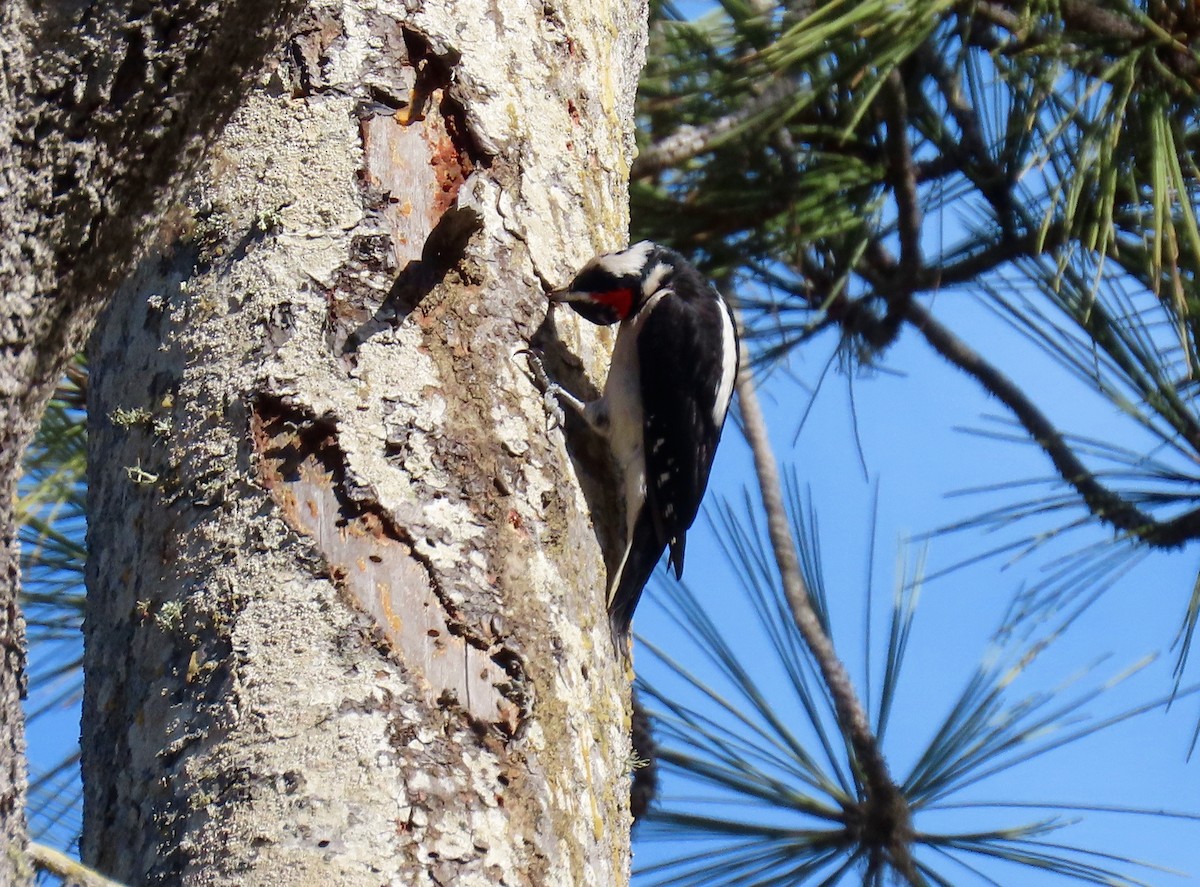 Hairy Woodpecker - ML380572931