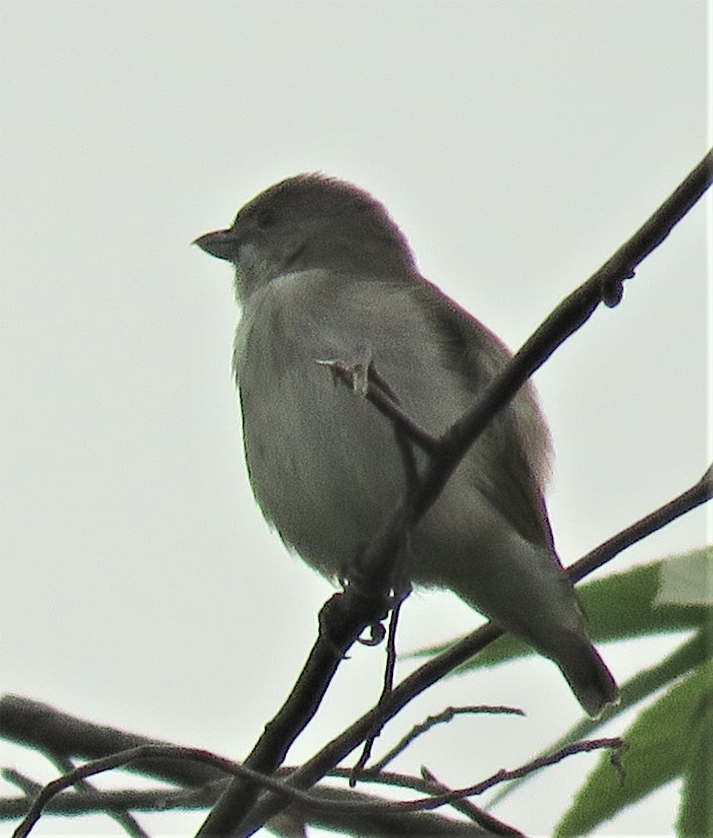 Thick-billed Flowerpecker - Santharam V