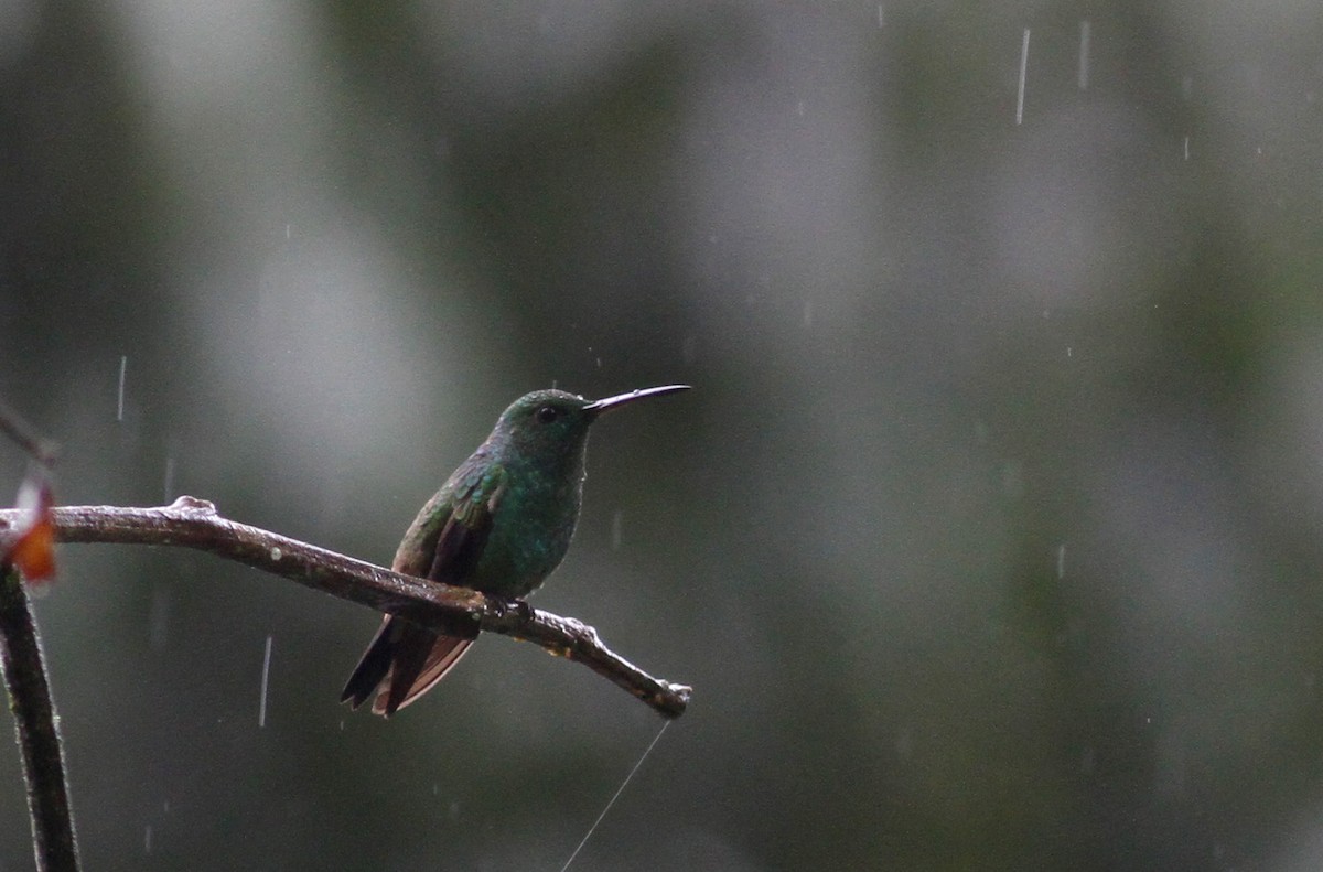 Copper-rumped Hummingbird - ML38057601