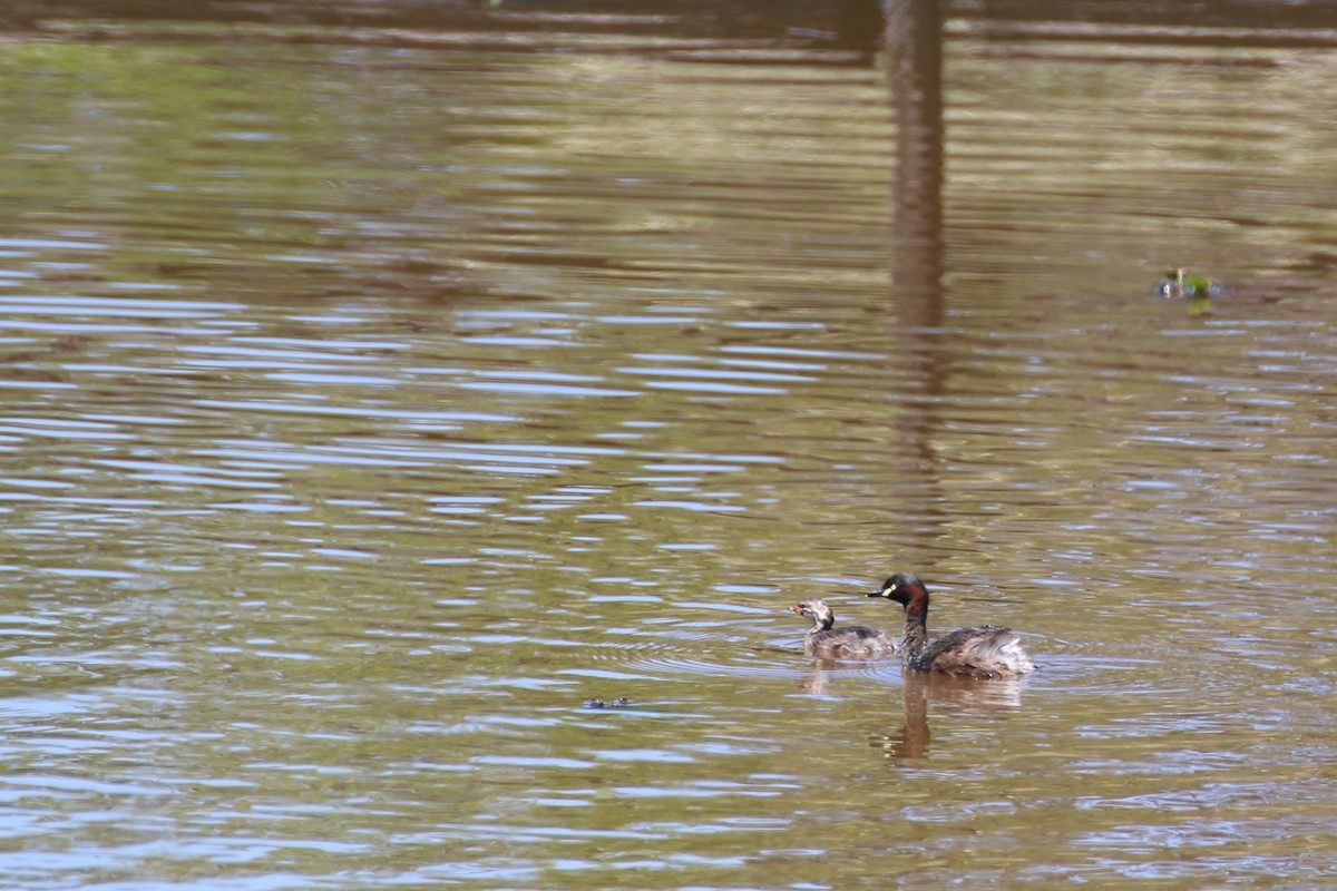 Australasian Grebe - ML380576181