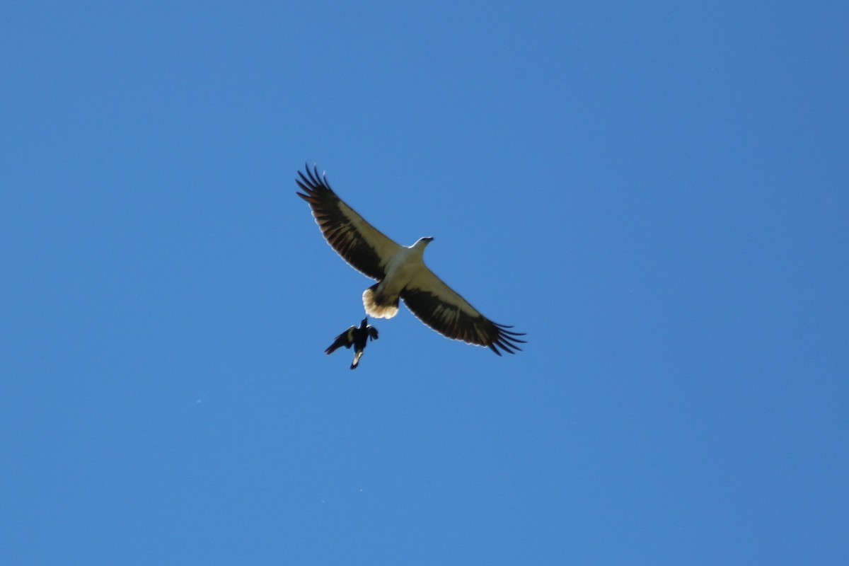 White-bellied Sea-Eagle - ML380576321