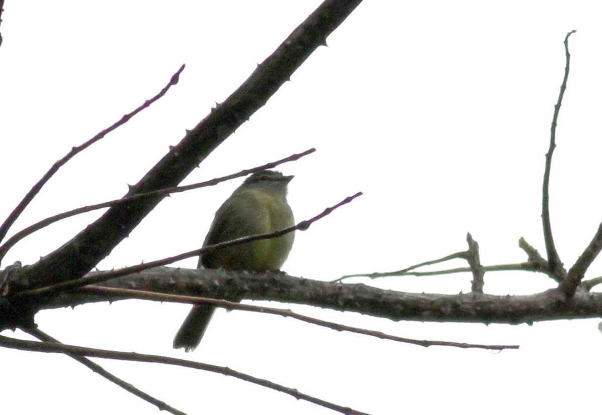 Sooty-headed Tyrannulet (cristatus) - ML38057671