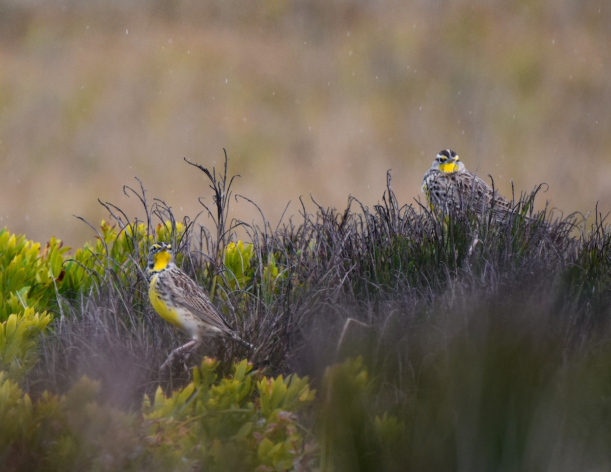 Western Meadowlark - ML380576711