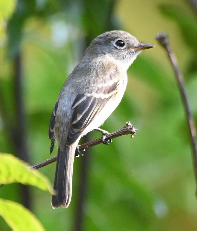 Least Flycatcher - ML380577331