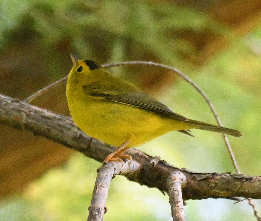 Wilson's Warbler - Steve Davis