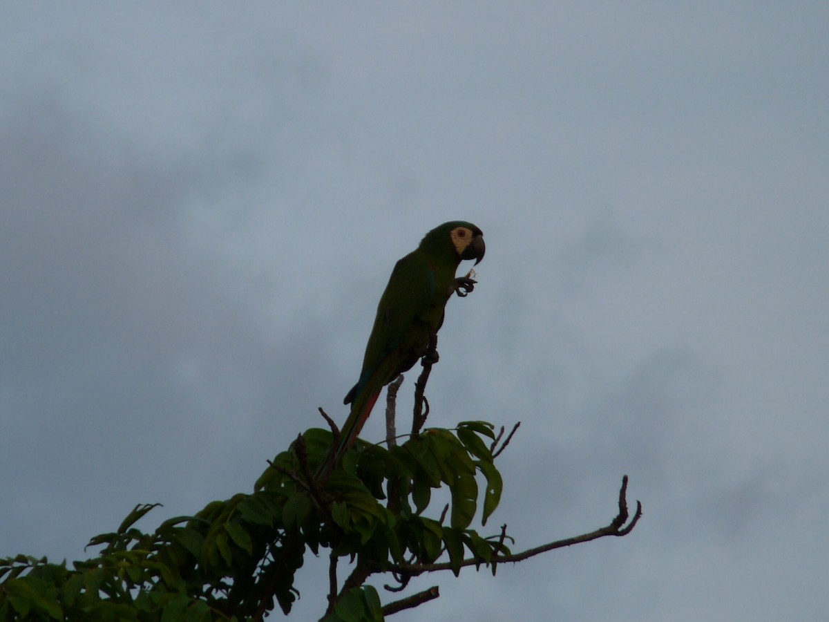 Chestnut-fronted Macaw - ML380577821