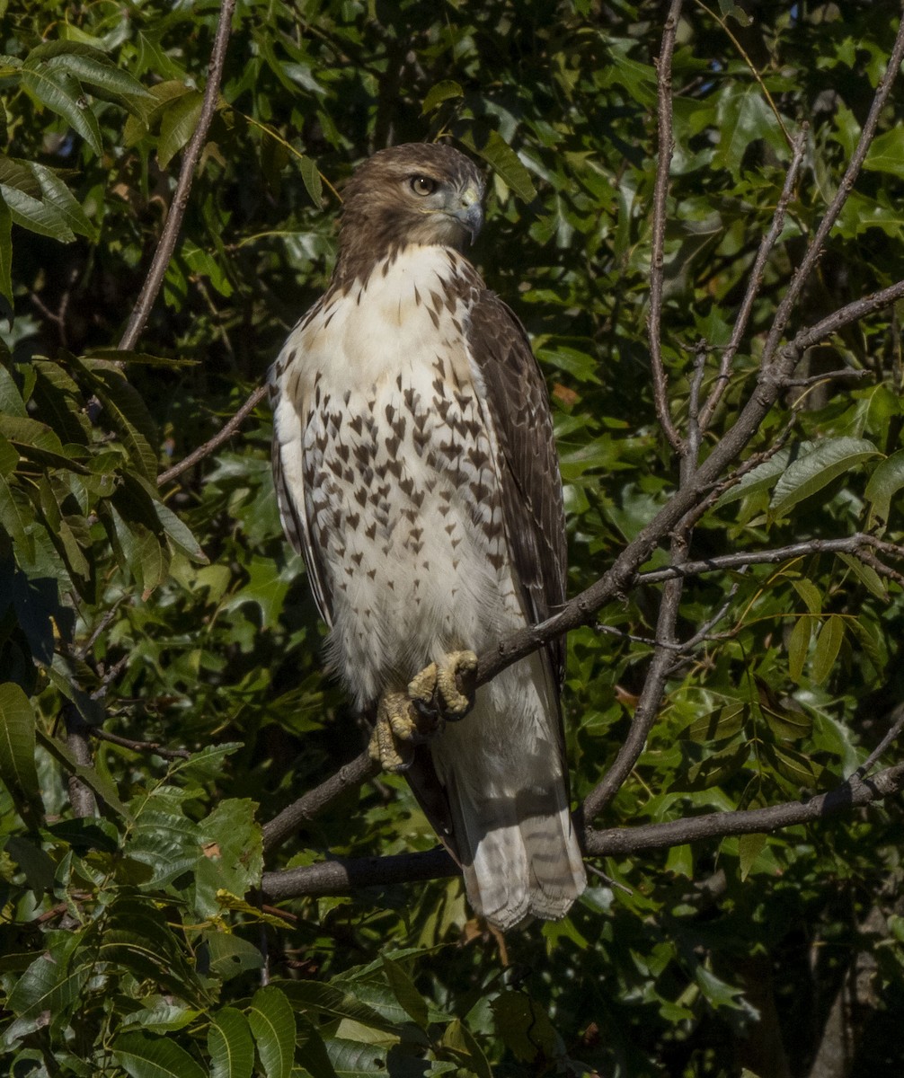 Red-tailed Hawk - ML380578641