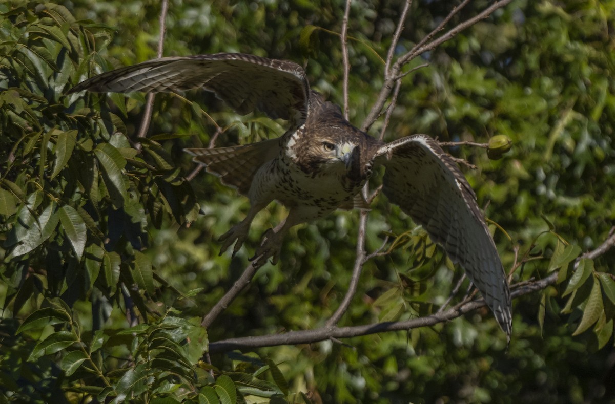 Red-tailed Hawk - ML380578651