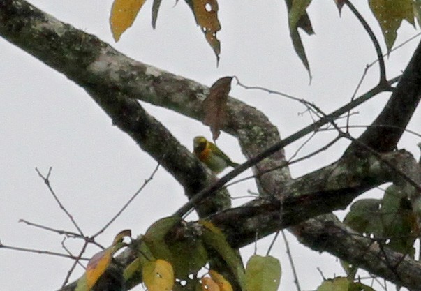 Guira Tanager - ML38057951