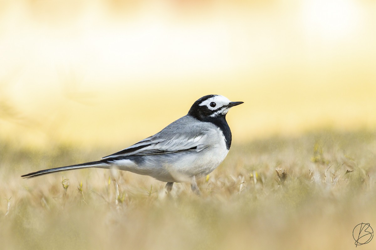 White Wagtail - ML380579991