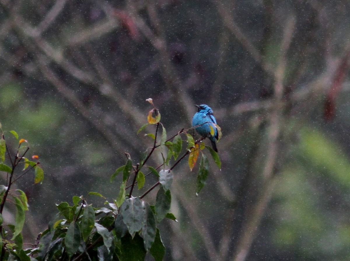 Blue Dacnis - ML38058121