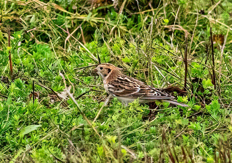 Lapland Longspur - ML380582341