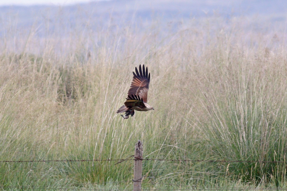 Brahminy Kite - ML380582601