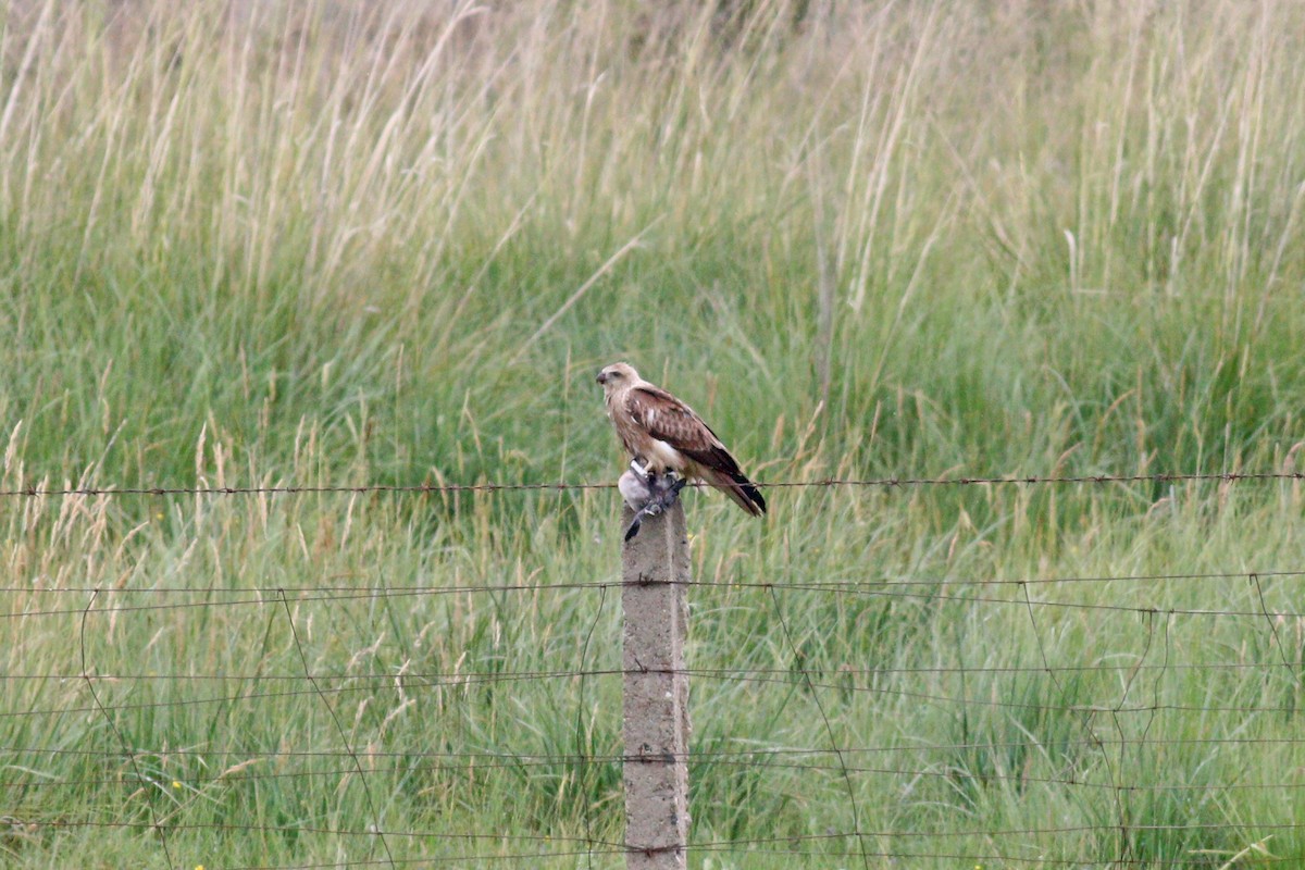 Brahminy Kite - ML380582611