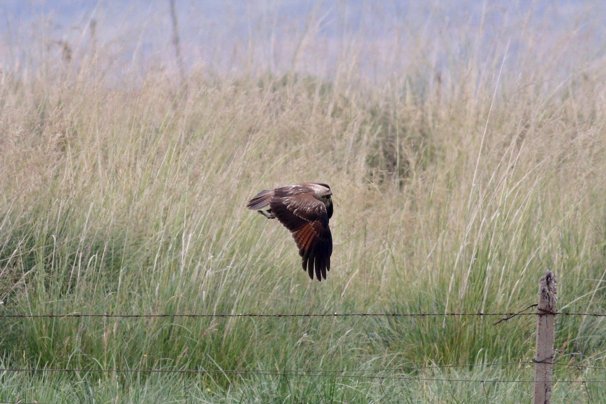 Brahminy Kite - ML380582621
