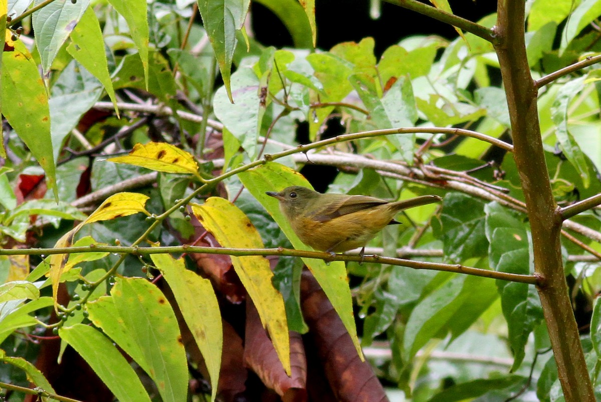 Ochre-bellied Flycatcher - Jay McGowan