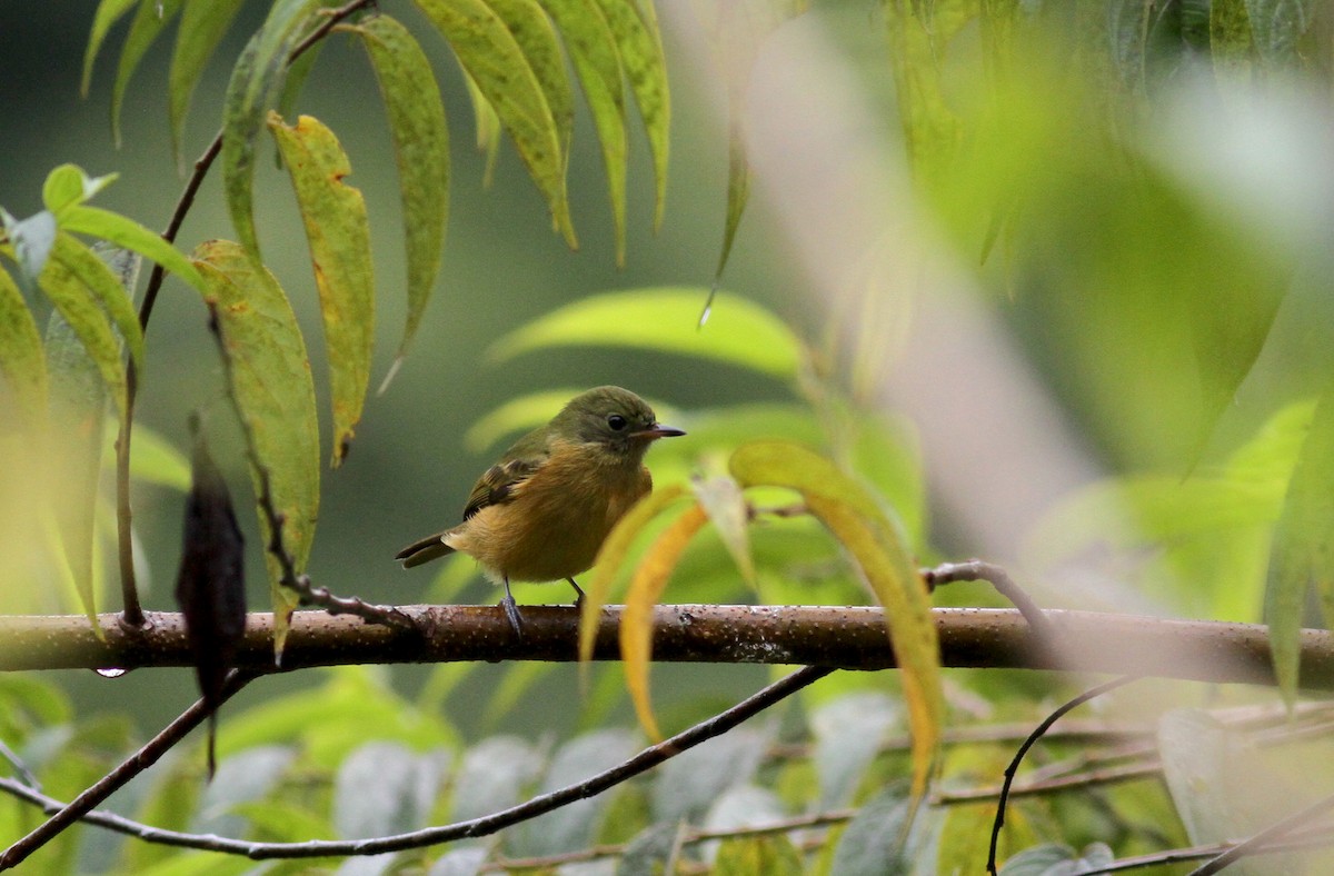 Ochre-bellied Flycatcher - ML38058331