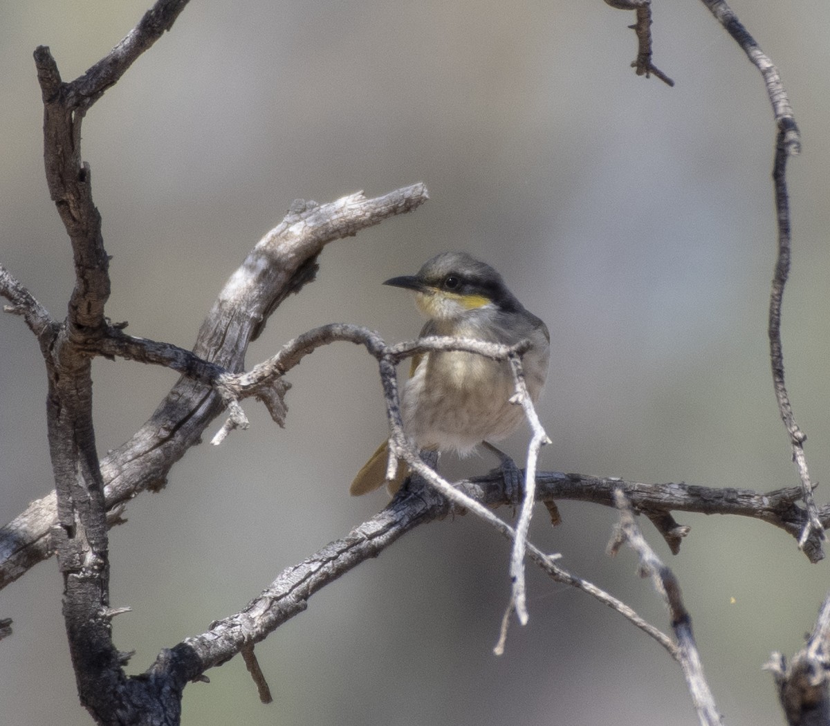 Singing Honeyeater - Campbell Paine