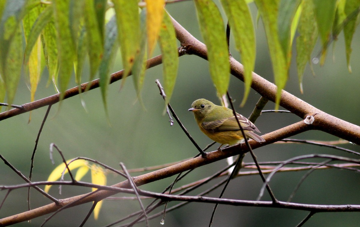 Ochre-bellied Flycatcher - ML38058341