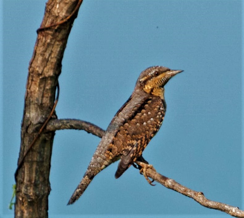 Torcecuello Euroasiático - ML380583991