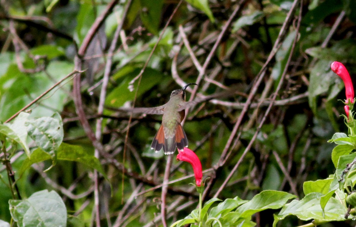 Rufous-breasted Hermit - ML38058401