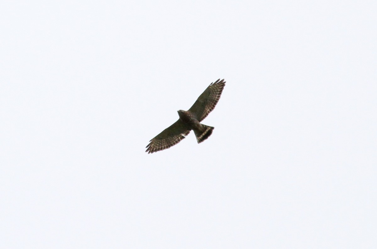 Broad-winged Hawk - Jay McGowan