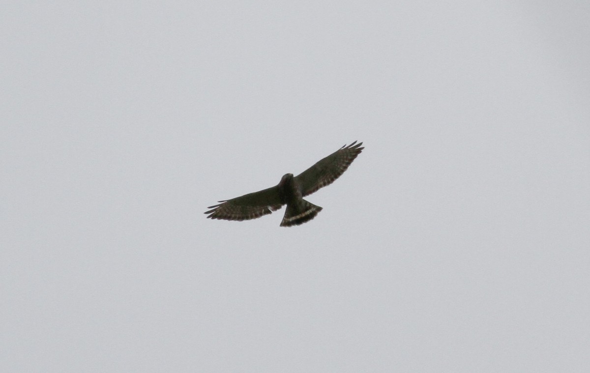 Broad-winged Hawk - Jay McGowan