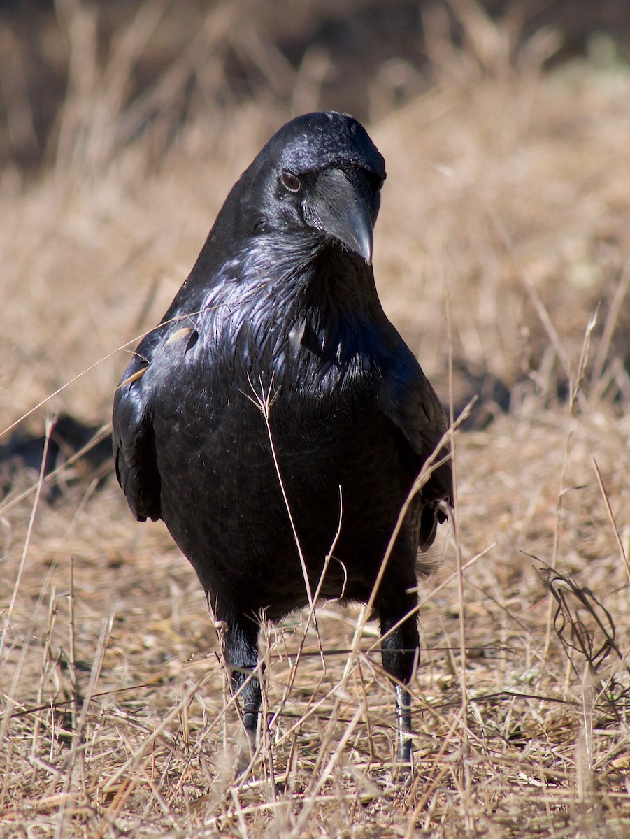 Common Raven - Richard Bradus