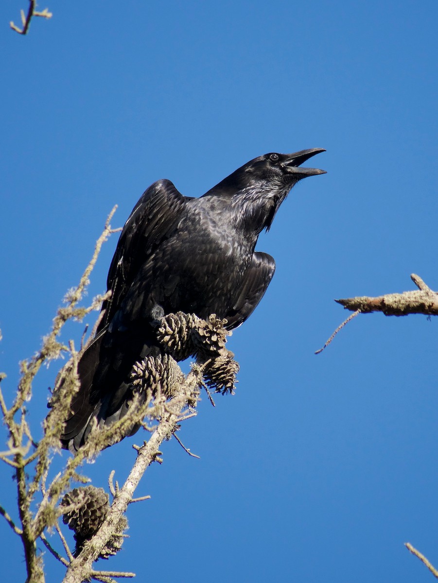 Common Raven - ML380585191