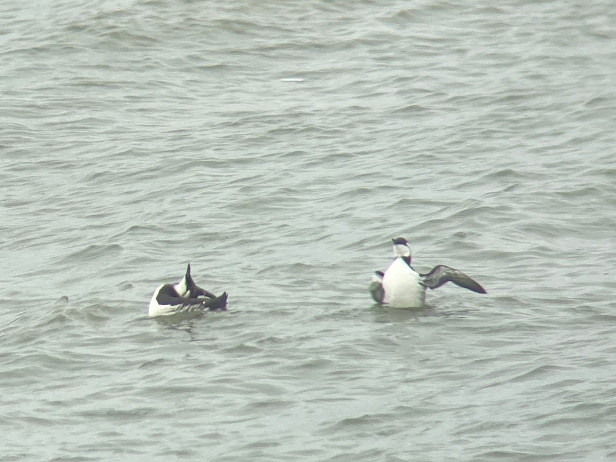 Common Murre - ML380585411