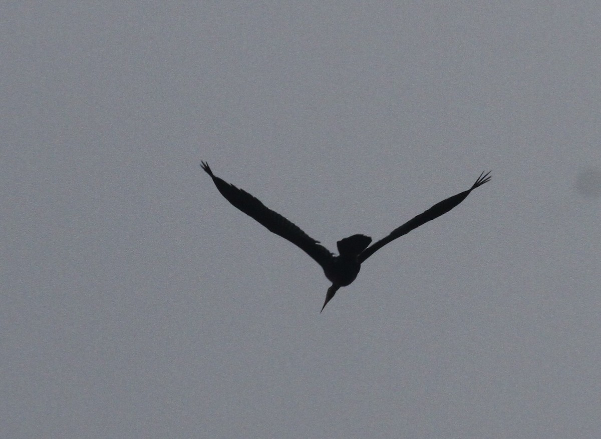 Anhinga Asiática - ML380585421