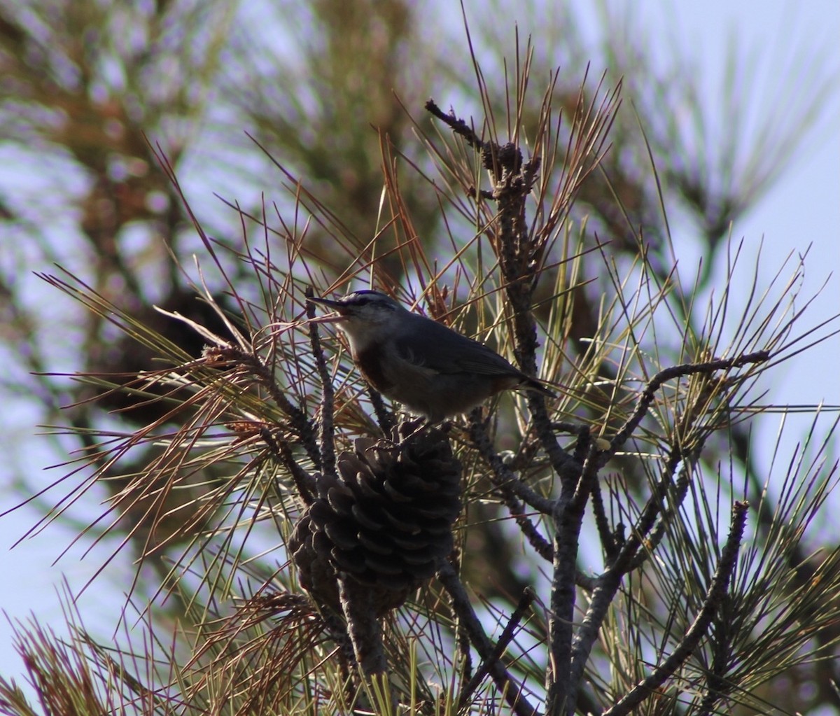 Krüper's Nuthatch - ML380586361