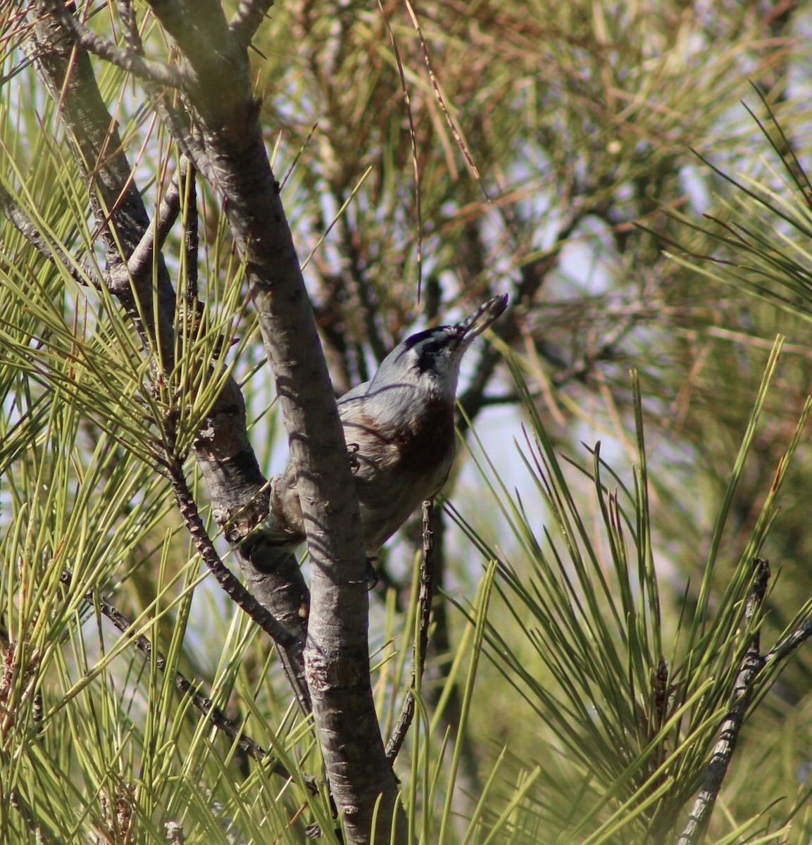 Krüper's Nuthatch - ML380586371