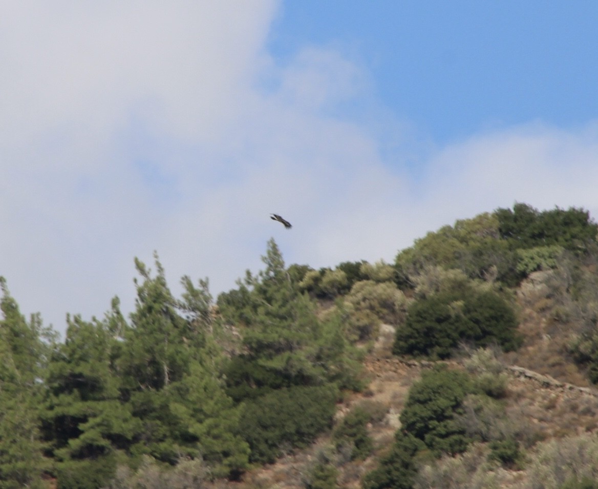 Lesser Spotted Eagle - ML380586771