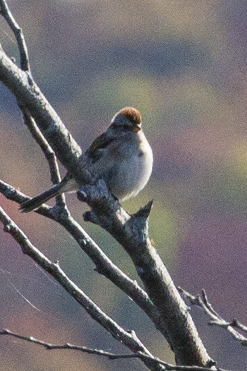 American Tree Sparrow - ML38058711