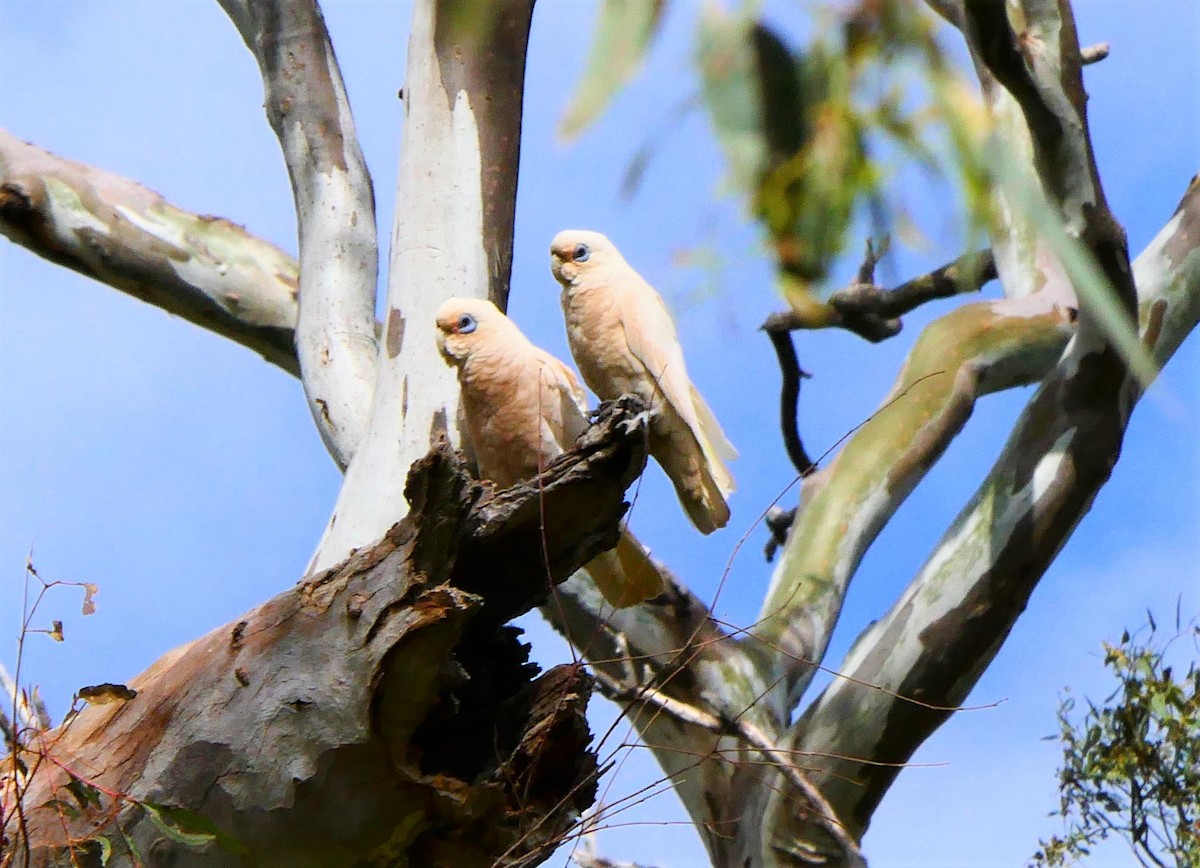 Little Corella - BirdLife Murray Goulburn